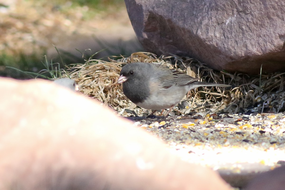 Dark-eyed Junco (cismontanus) - ML30547631