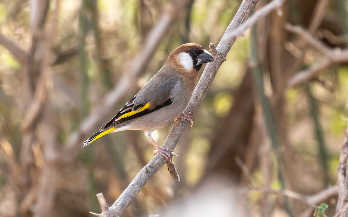 Arabian Grosbeak - ML305479721