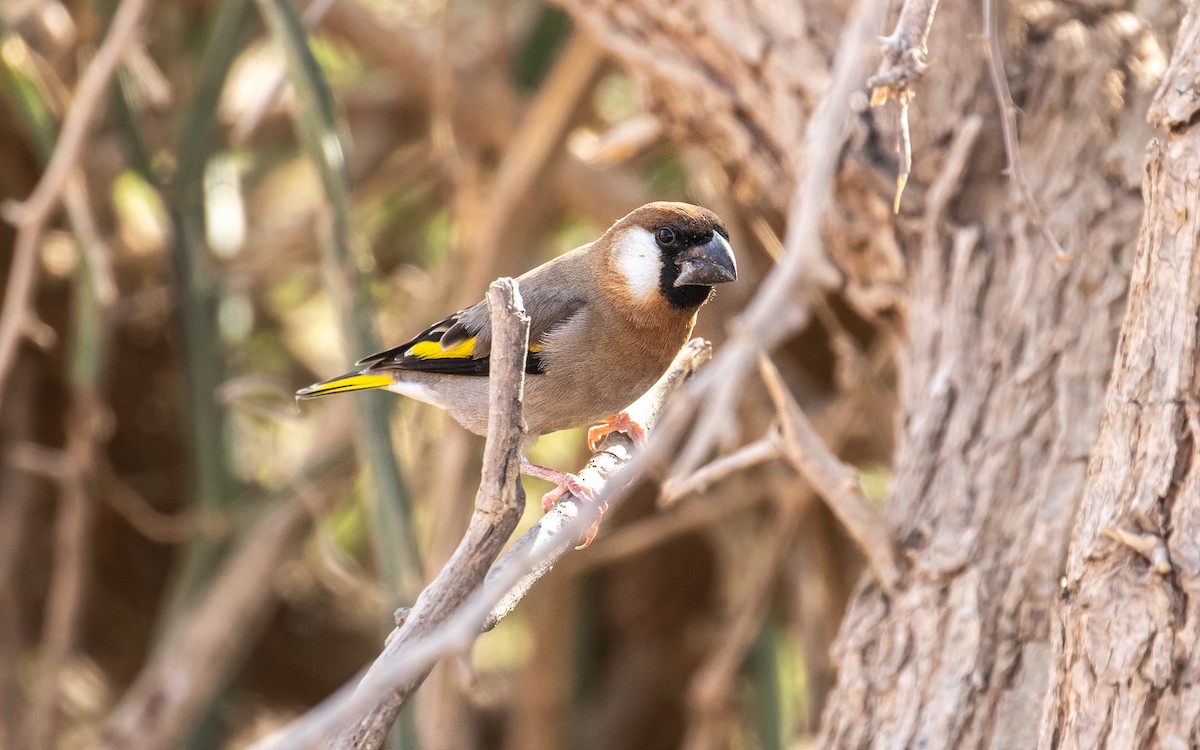 Arabian Grosbeak - ML305479741