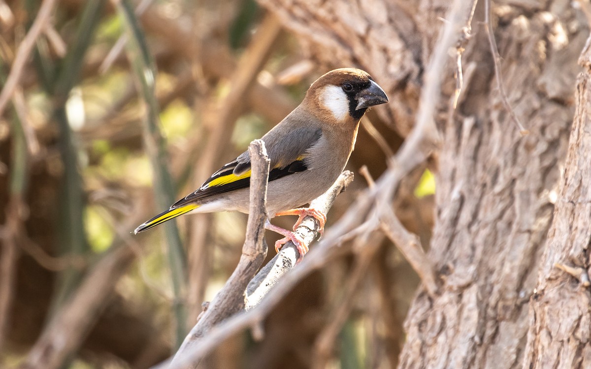 Arabian Grosbeak - ML305479751