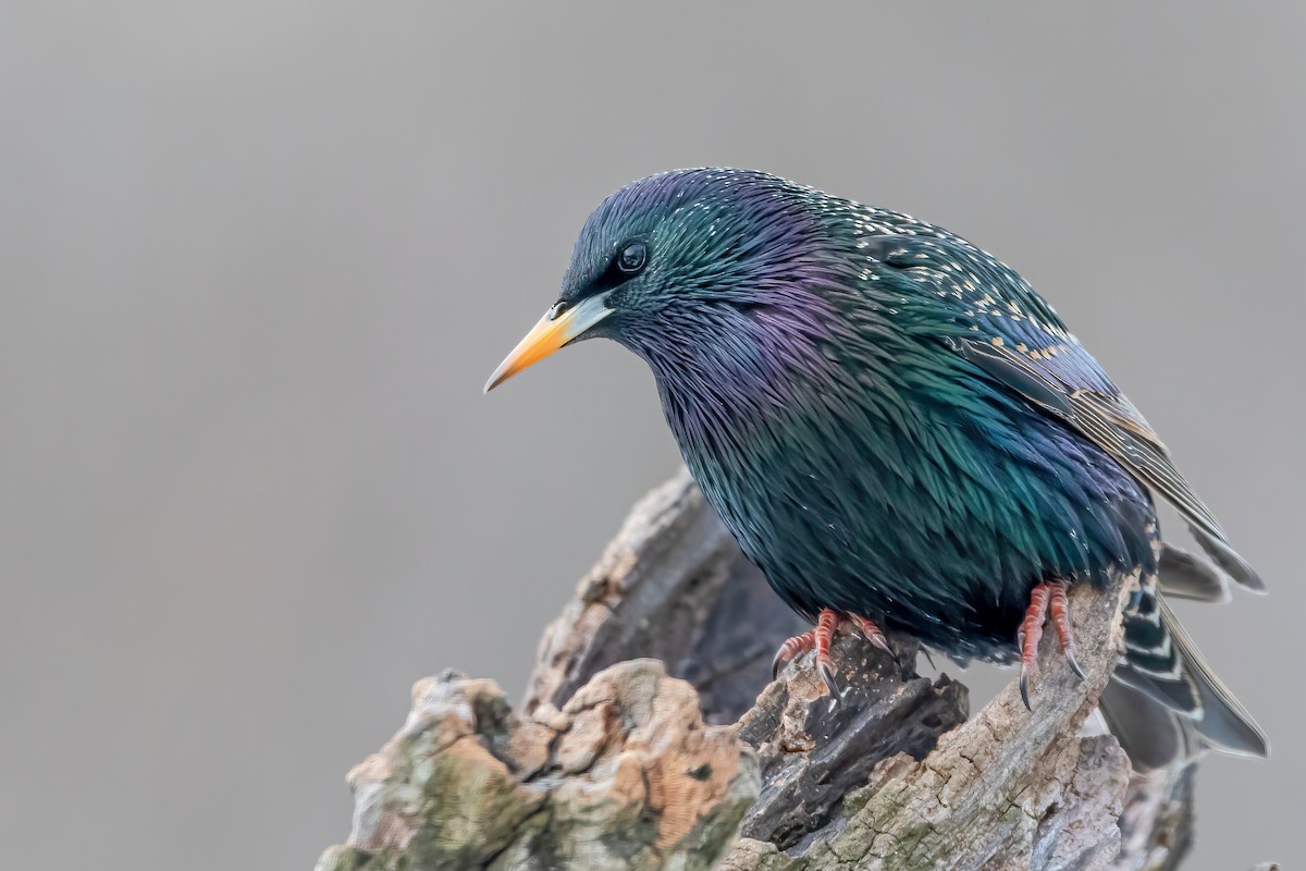 European Starling - ML305481721