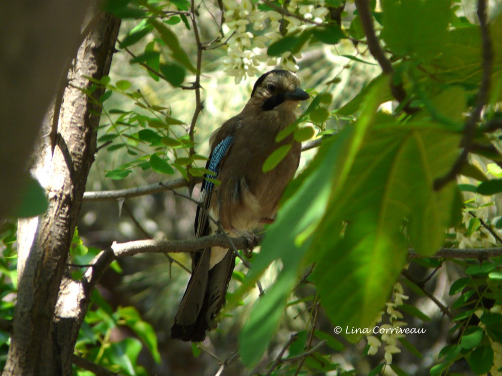 Eurasian Jay - Lina Corriveau