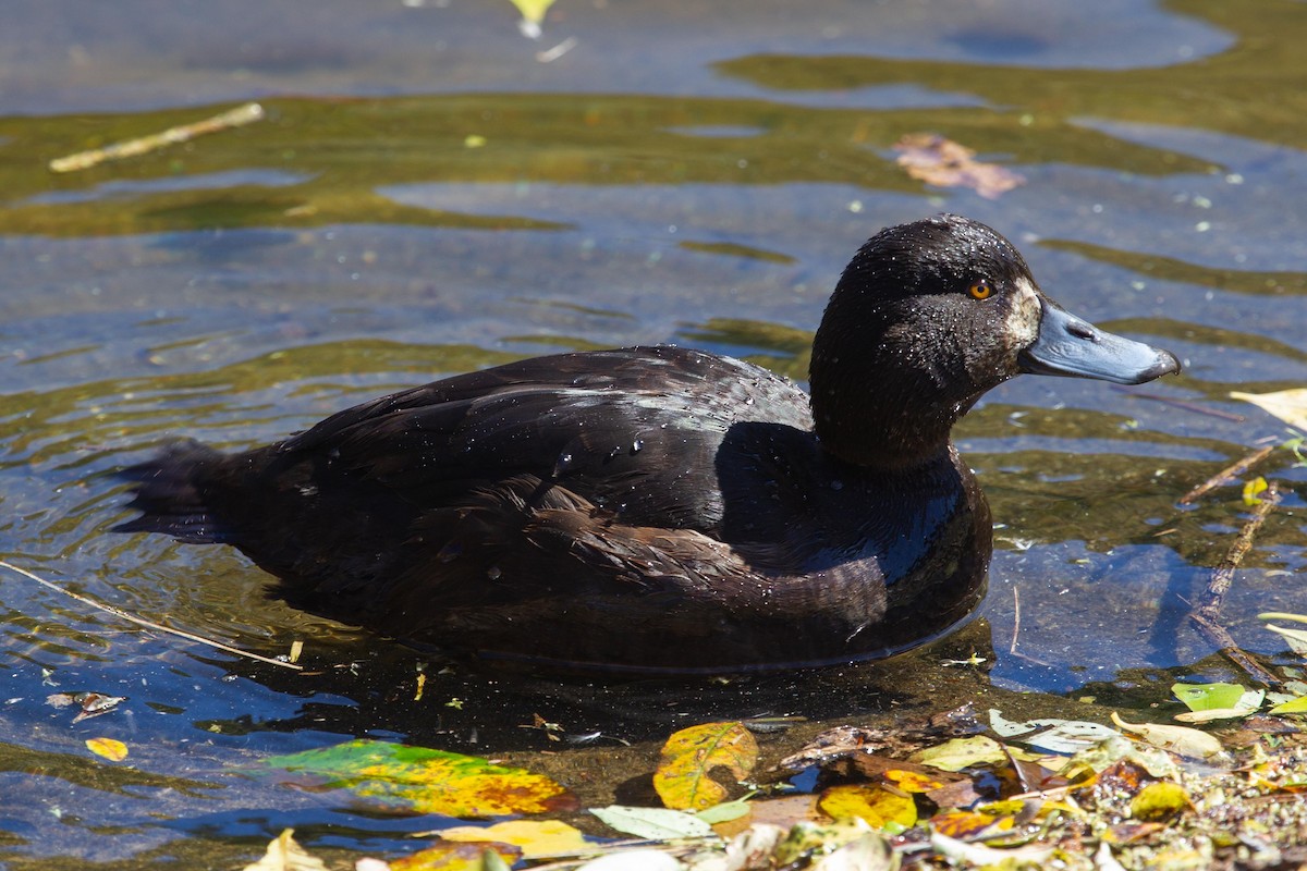 New Zealand Scaup - Adrian Boyle