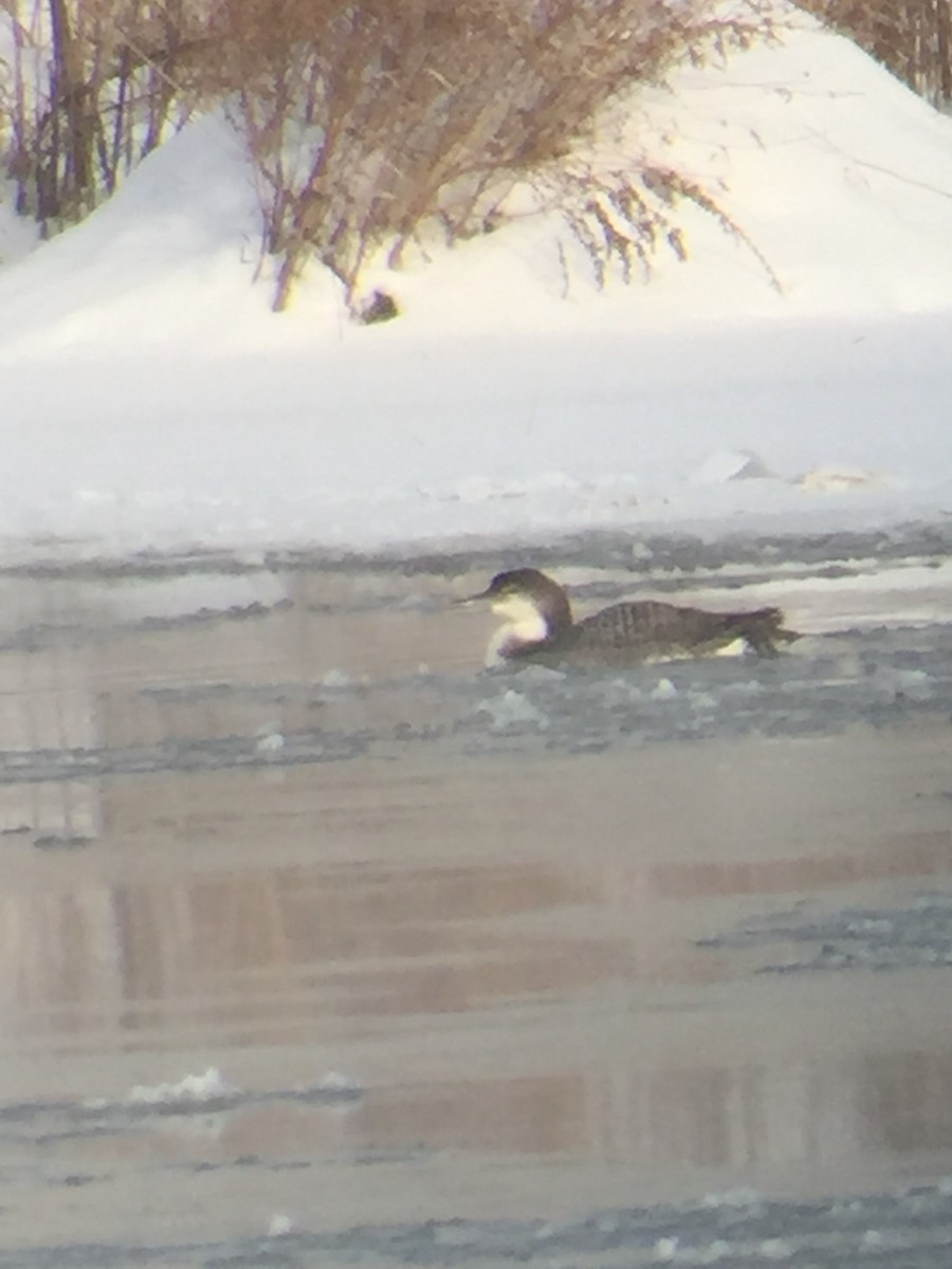 Common Loon - ML305486321