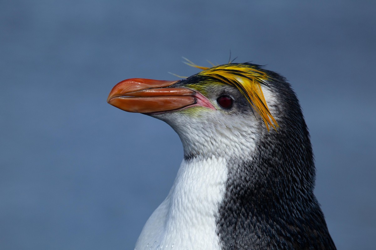 Royal Penguin - ML305486571