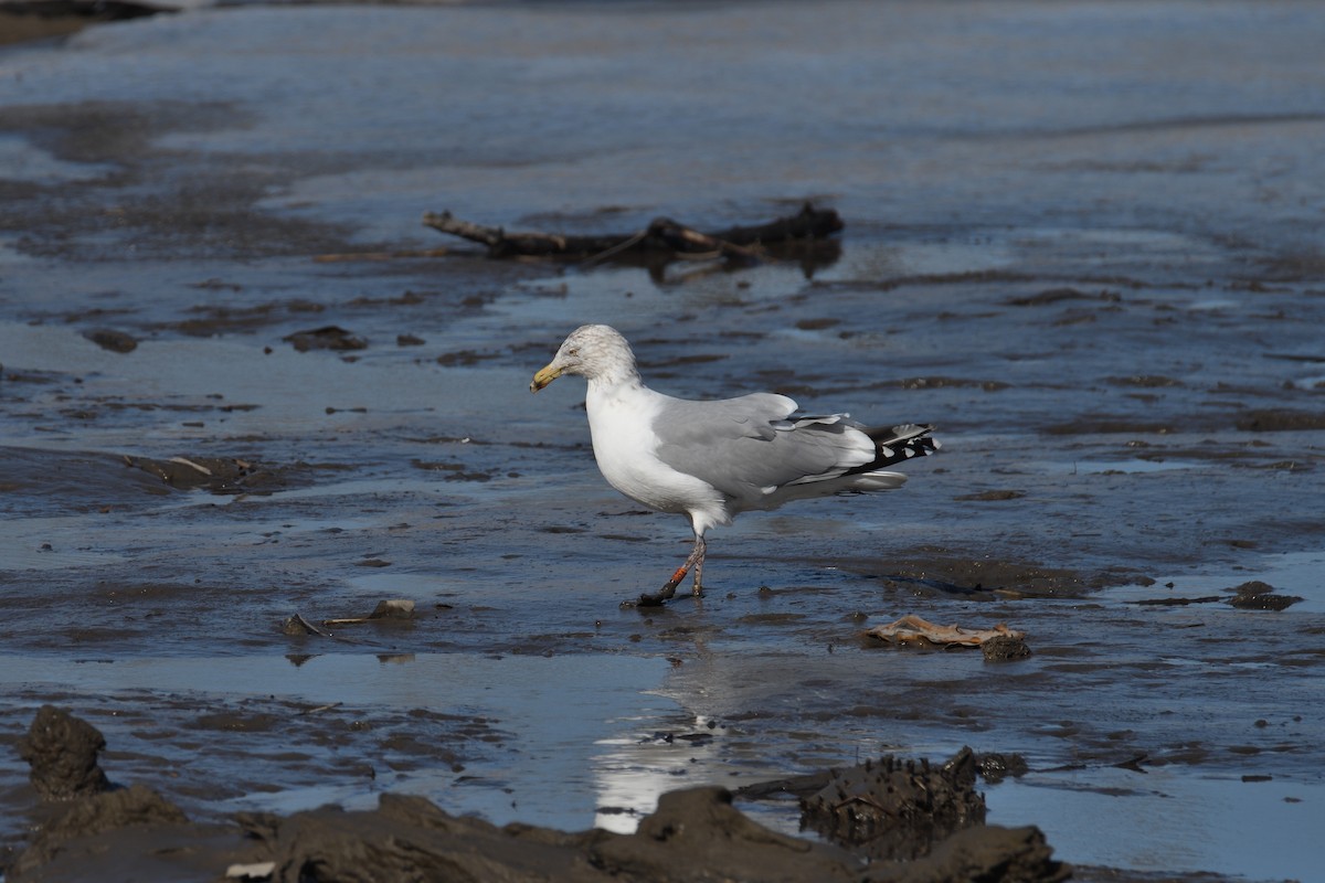 Herring Gull (American) - terence zahner