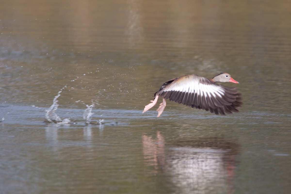 Black-bellied Whistling-Duck - Peter Hellman