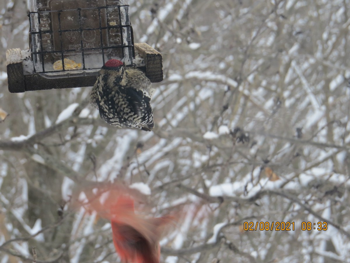 Yellow-bellied Sapsucker - Delores Ranshaw