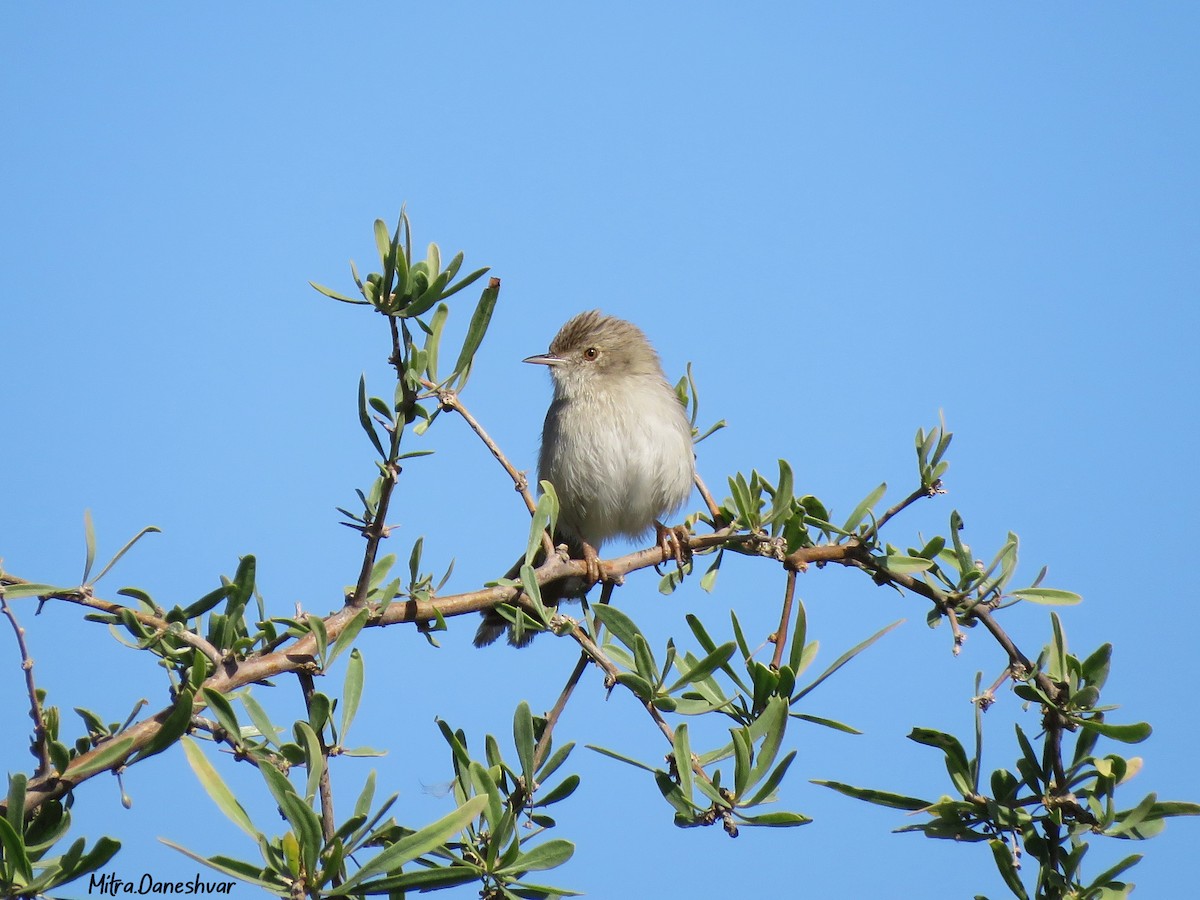 Delicate Prinia - ML305490961