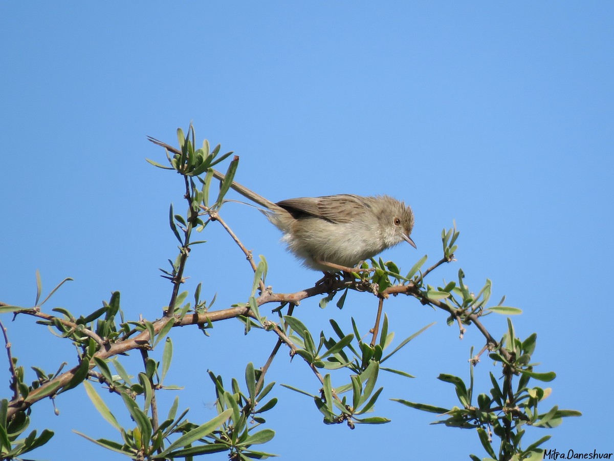 Delicate Prinia - ML305491061