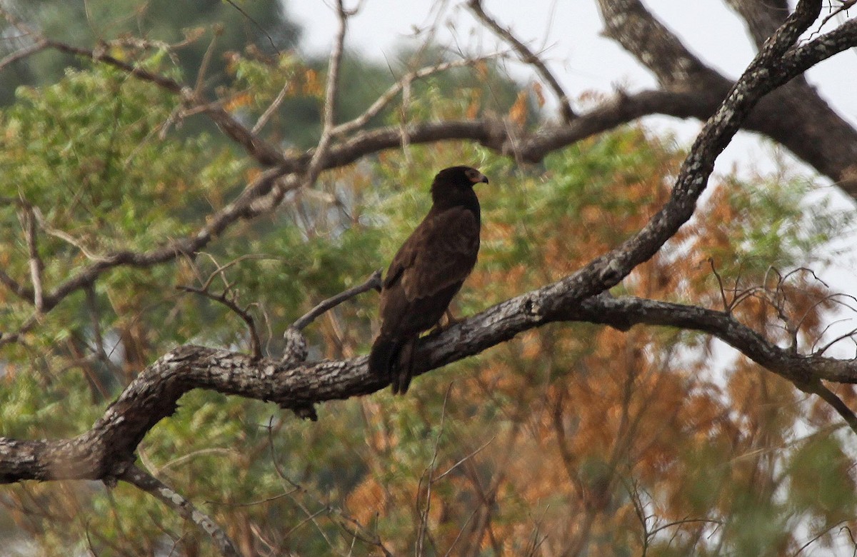 African Harrier-Hawk - ML305494311