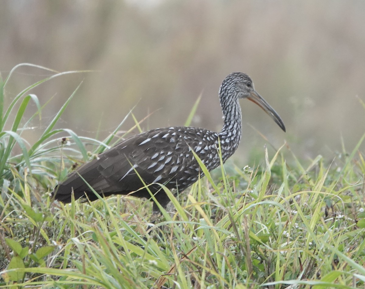 Limpkin - ML305494891