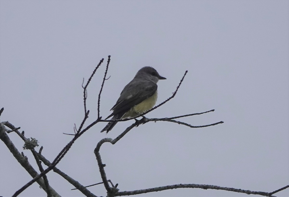 Western Kingbird - ML305494981
