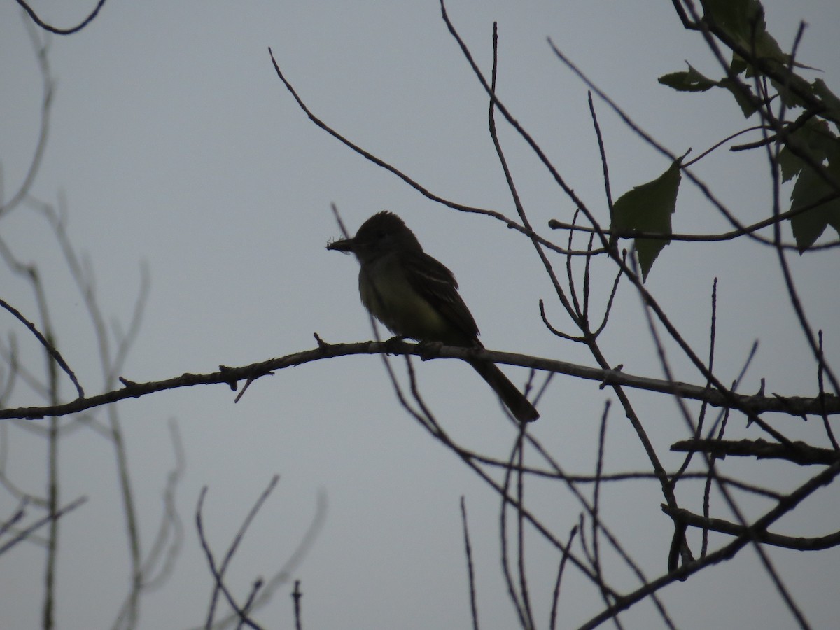 Great Crested Flycatcher - ML30549501