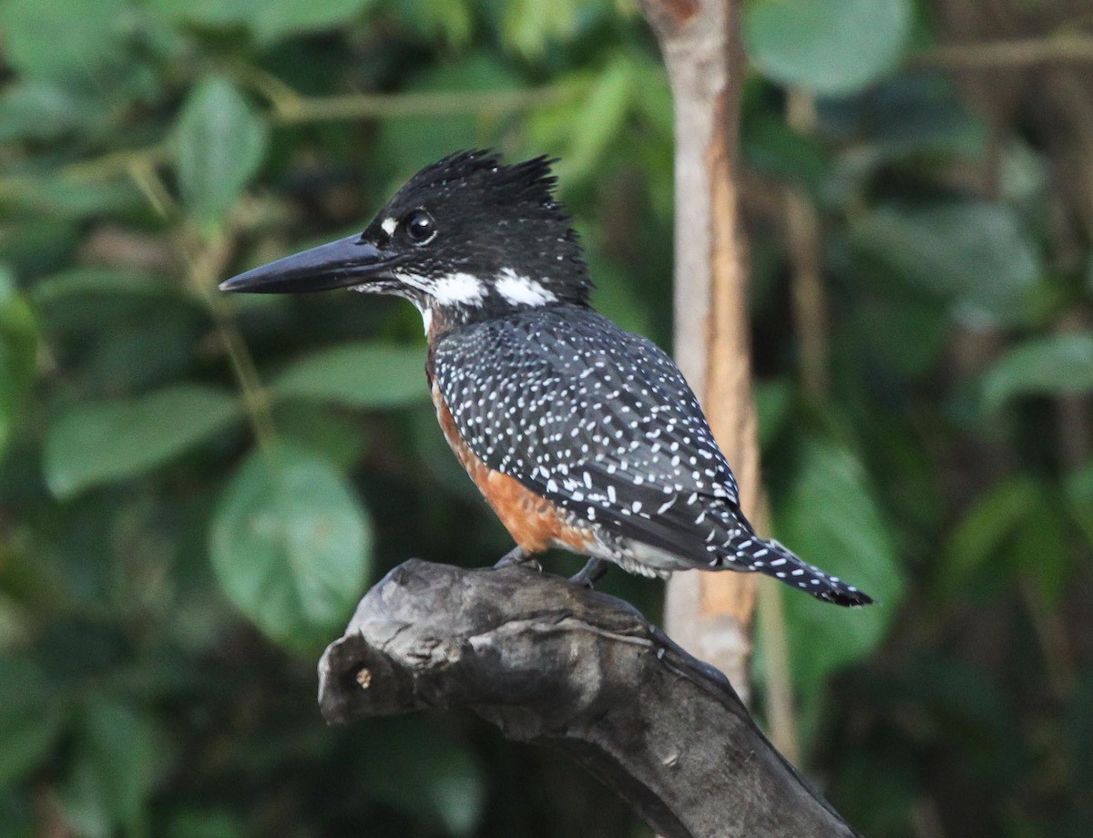 Giant Kingfisher - stephen  carter