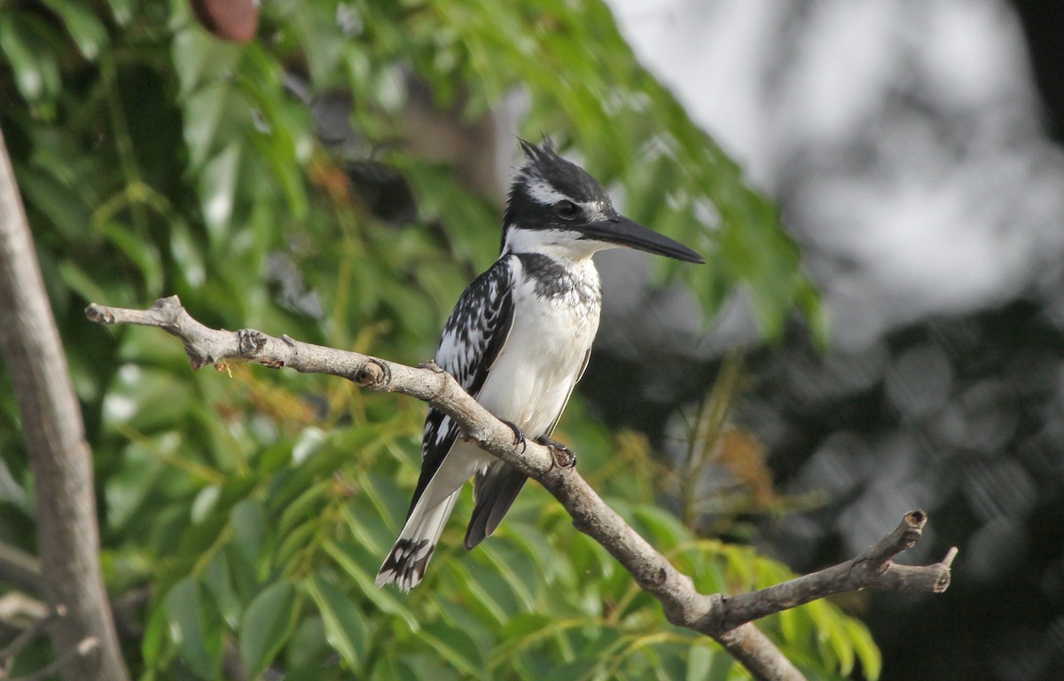 Pied Kingfisher - ML305495281