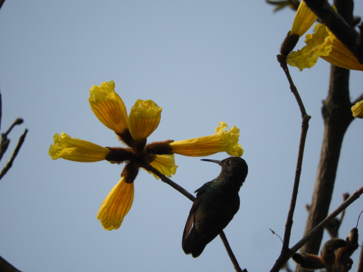 kolibřík safírový - ML305495371