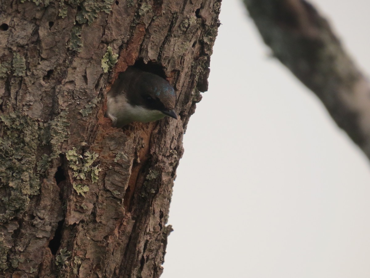 Golondrina Bicolor - ML30549621