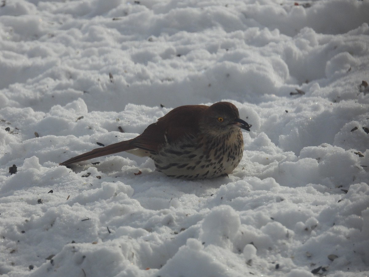 Brown Thrasher - ML305496581