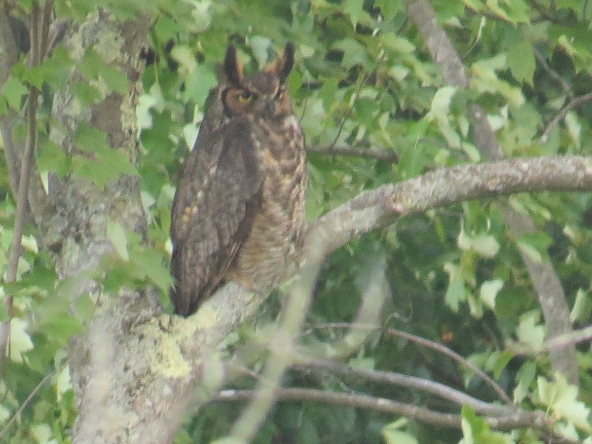 Great Horned Owl - ML30549691