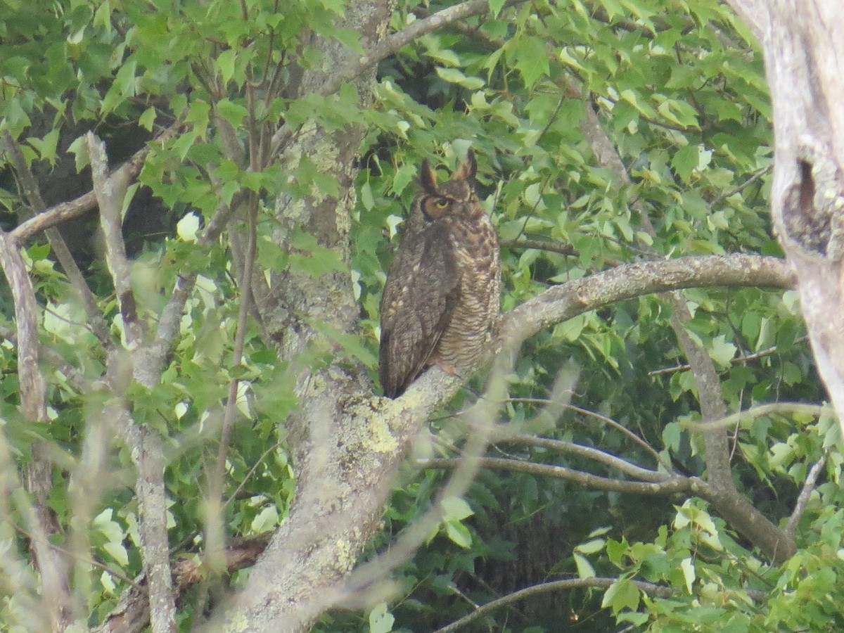 Great Horned Owl - ML30549761