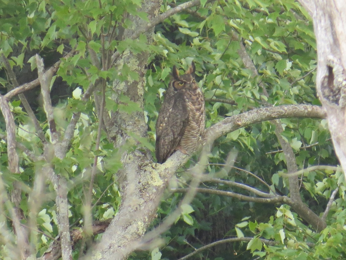 Great Horned Owl - Pamela Low