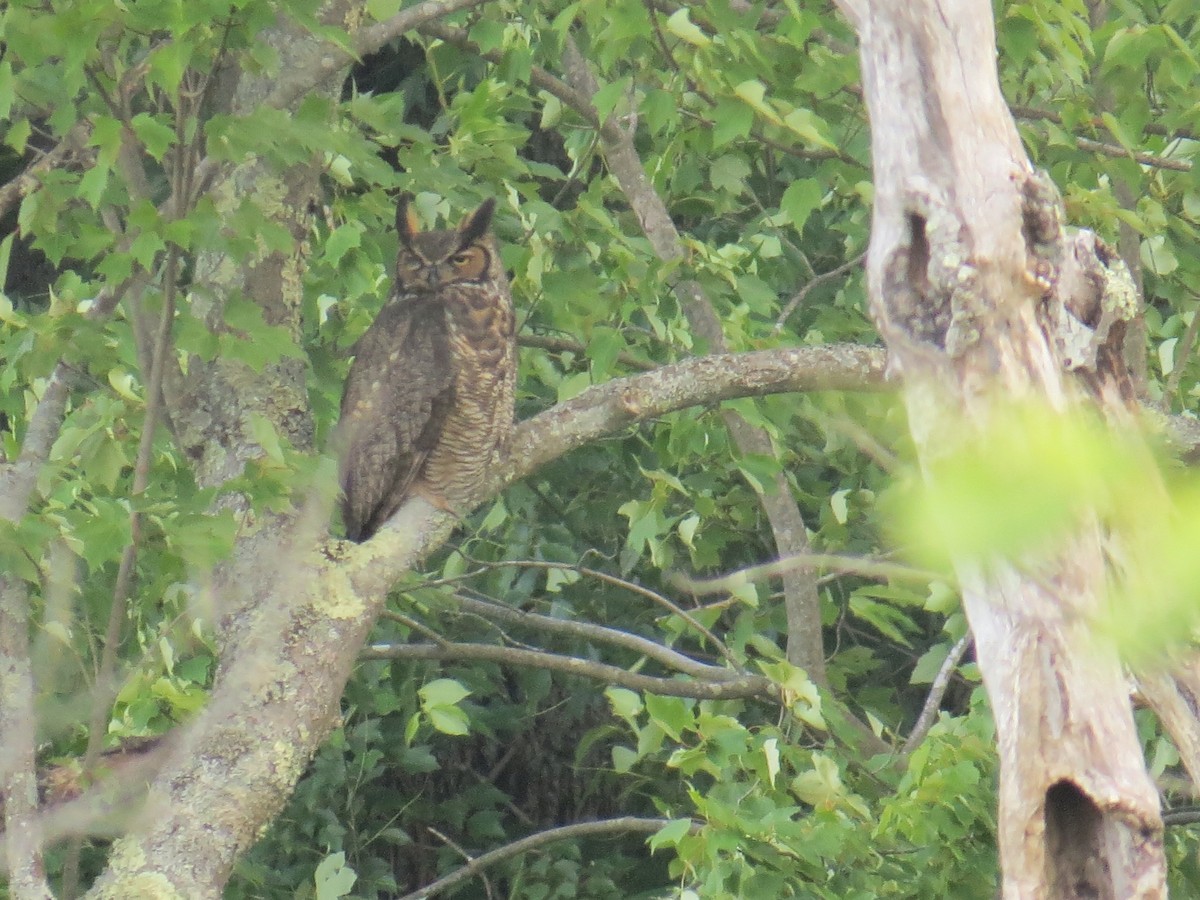 Great Horned Owl - ML30549771