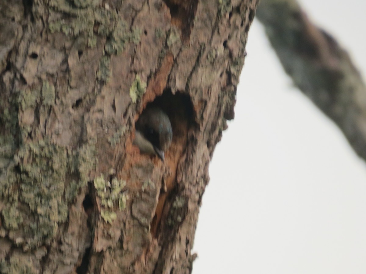 Tree Swallow - ML30549801