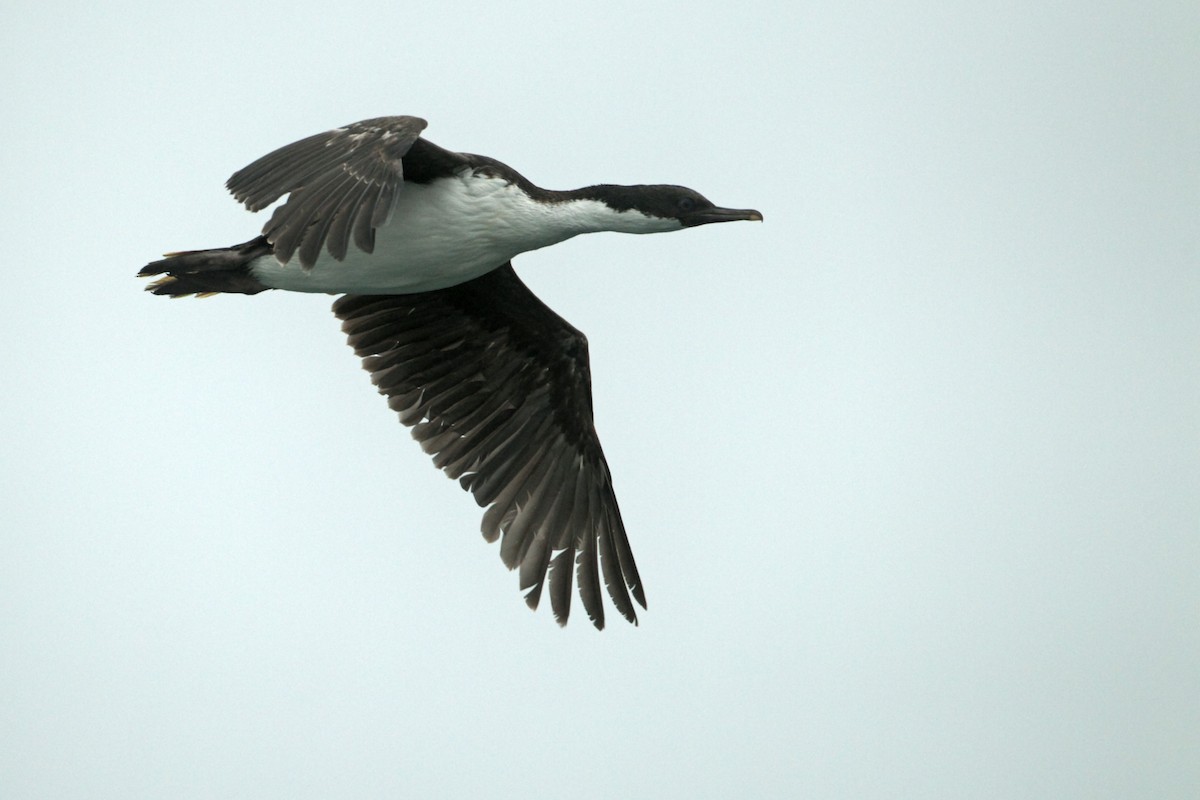 Cormorán de Macquarie - ML305498931