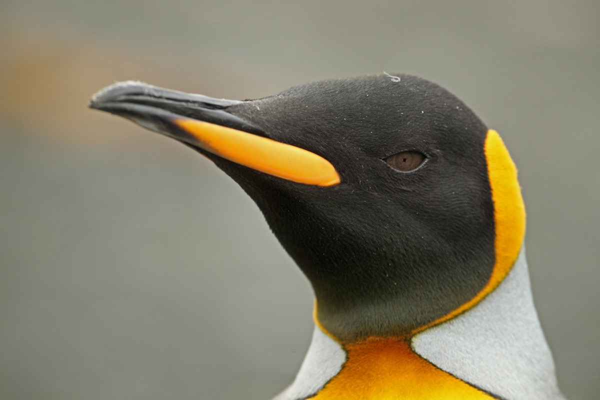 King Penguin - ML305499011