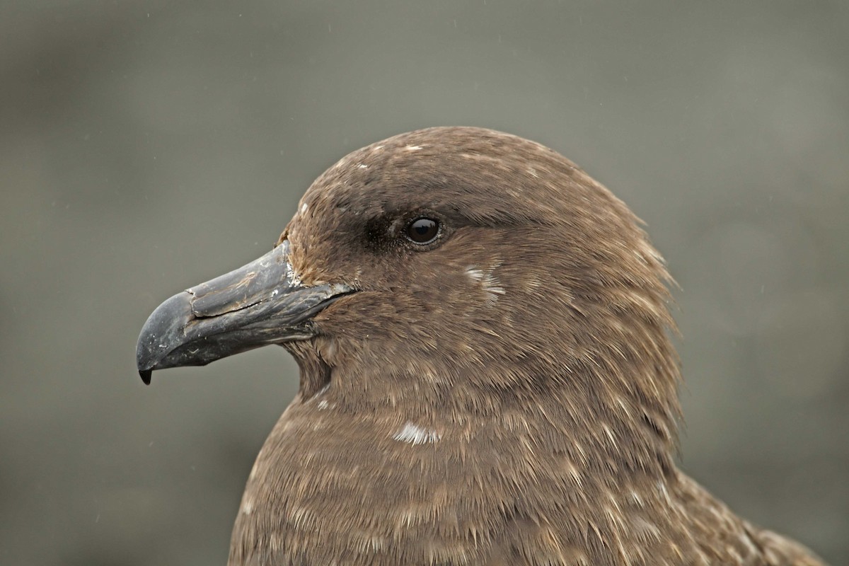 Brown Skua (Subantarctic) - ML305499051