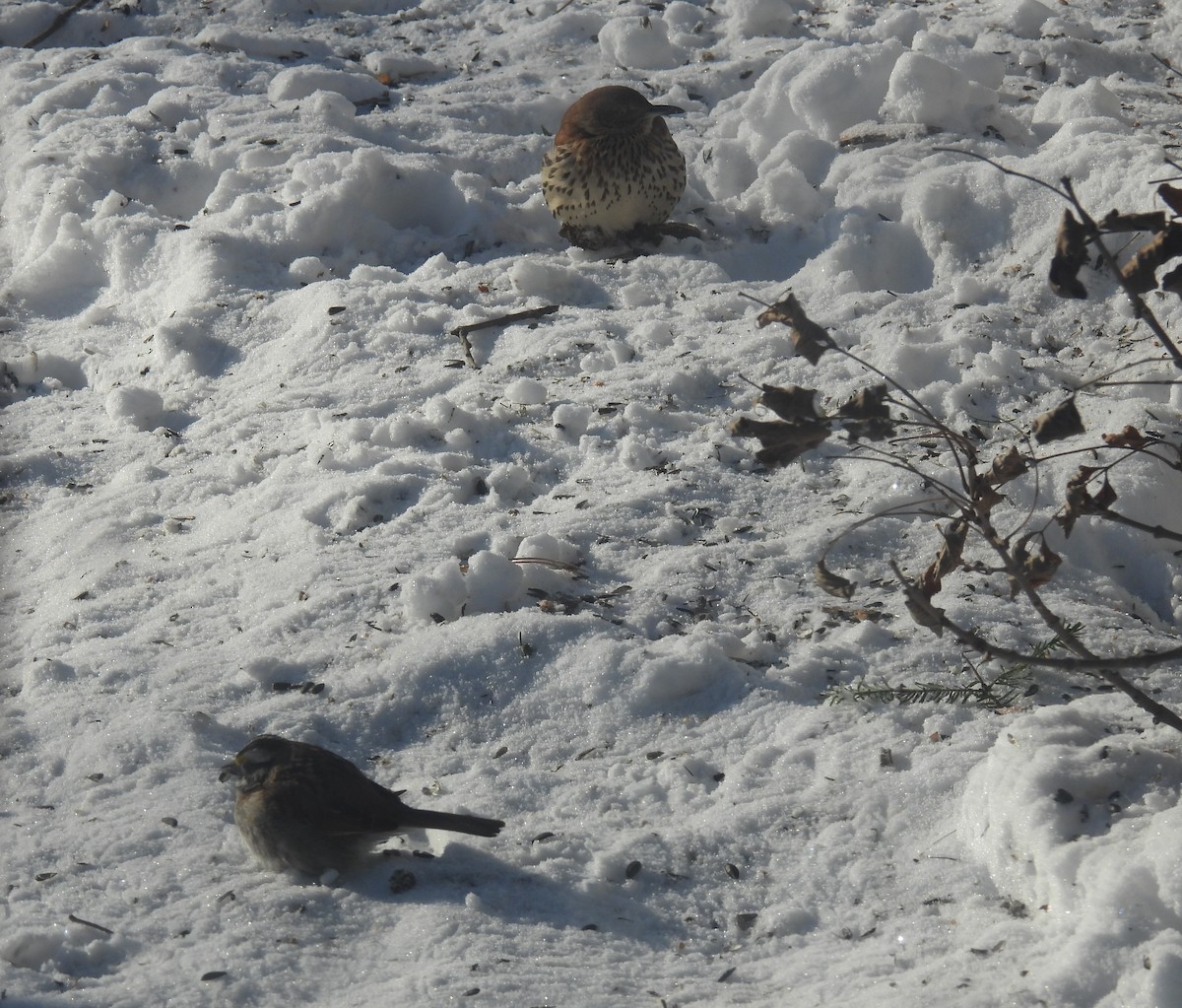 White-throated Sparrow - Paul & Koni Fank