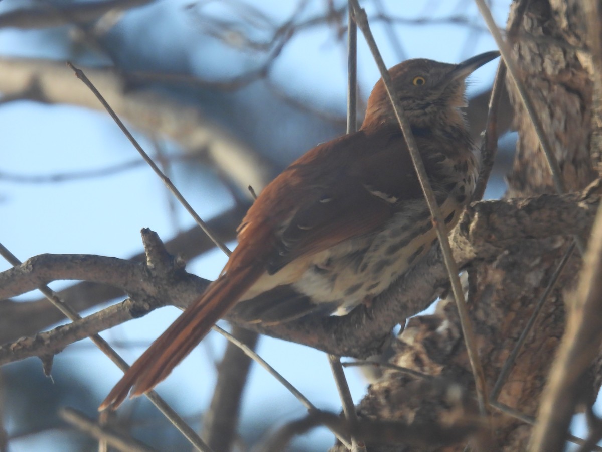 Brown Thrasher - ML305500741