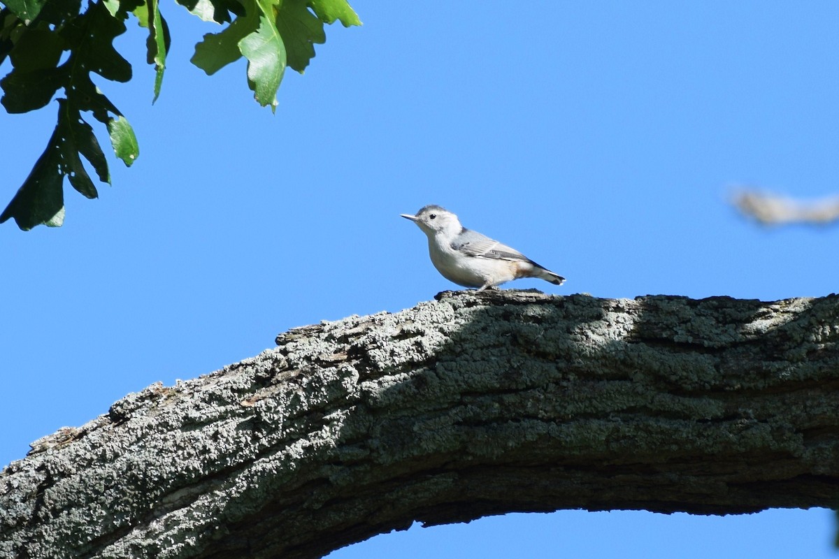 White-breasted Nuthatch - irina shulgina