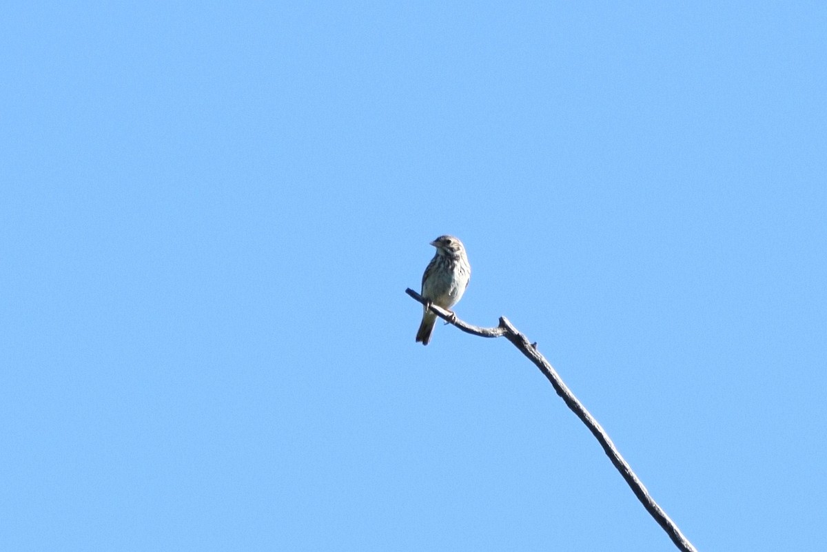 Vesper Sparrow - ML30550131