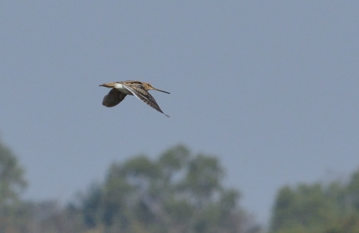 Common Snipe - Pradyumna Prasad