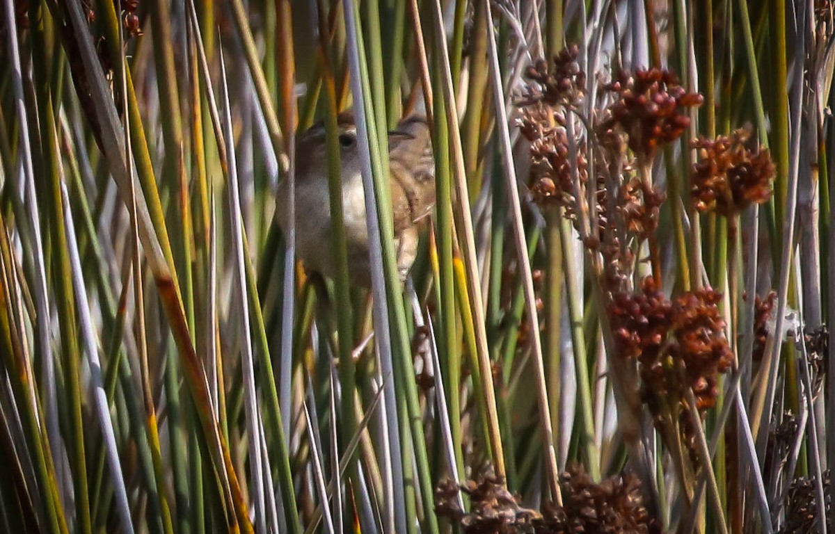 Marsh Wren - ML305502721