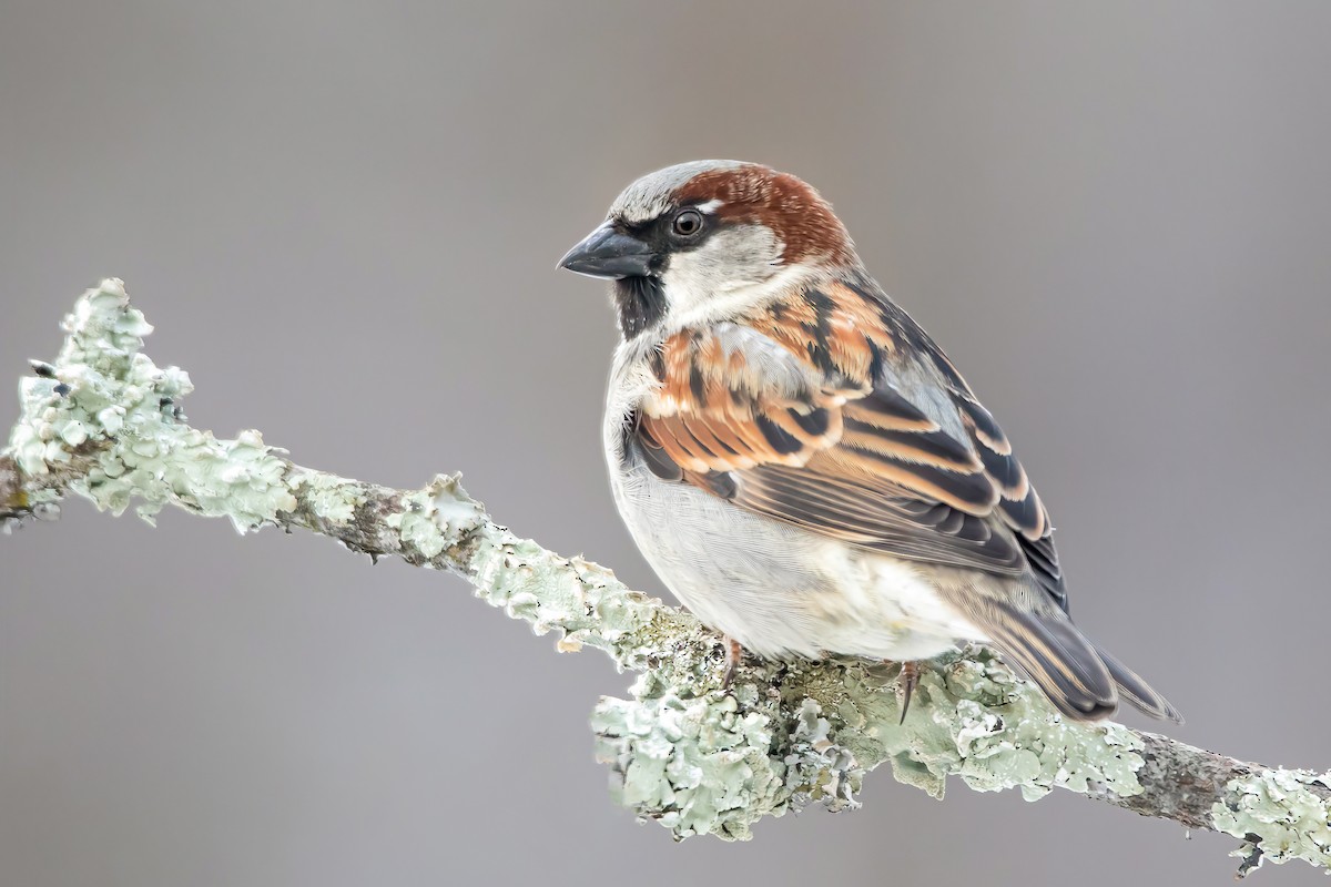 House Sparrow - ML305502941