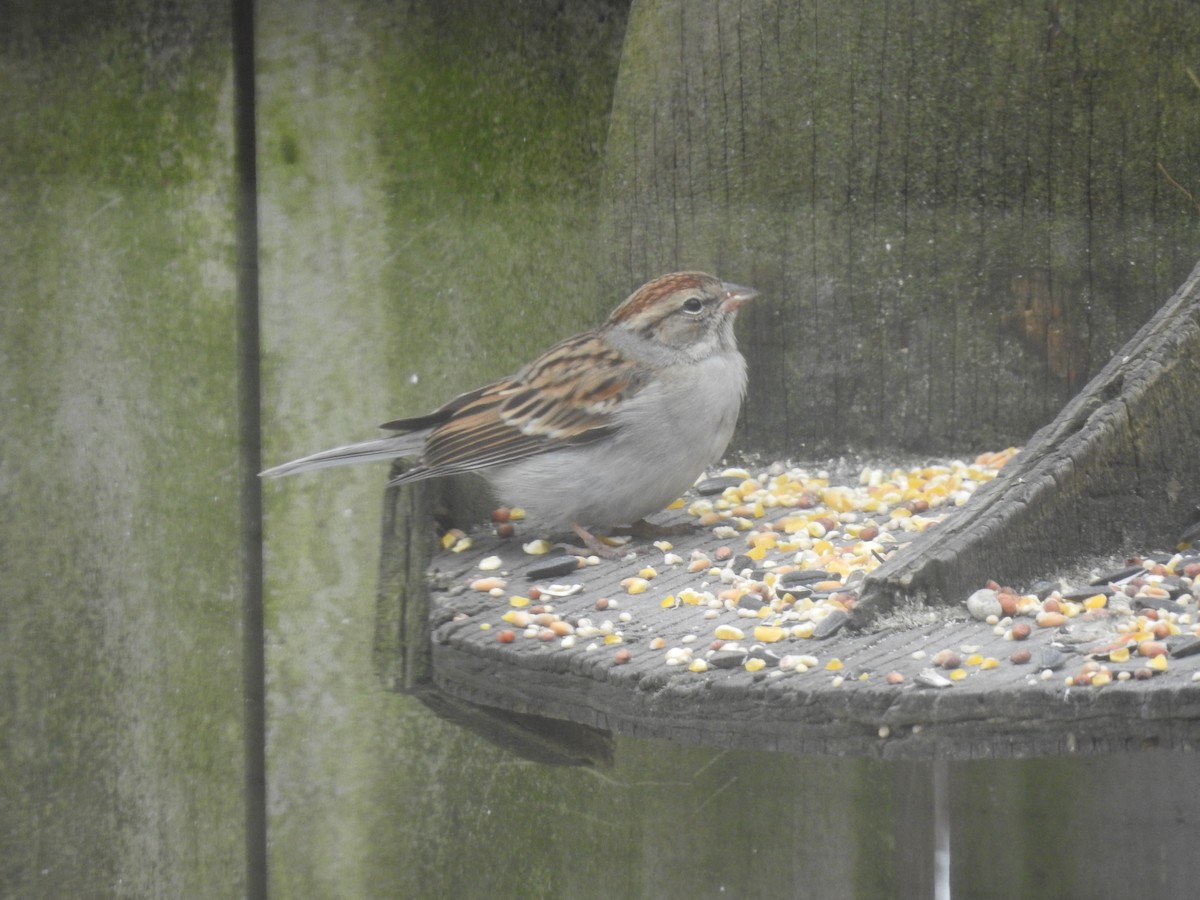 Chipping Sparrow - ML305503031