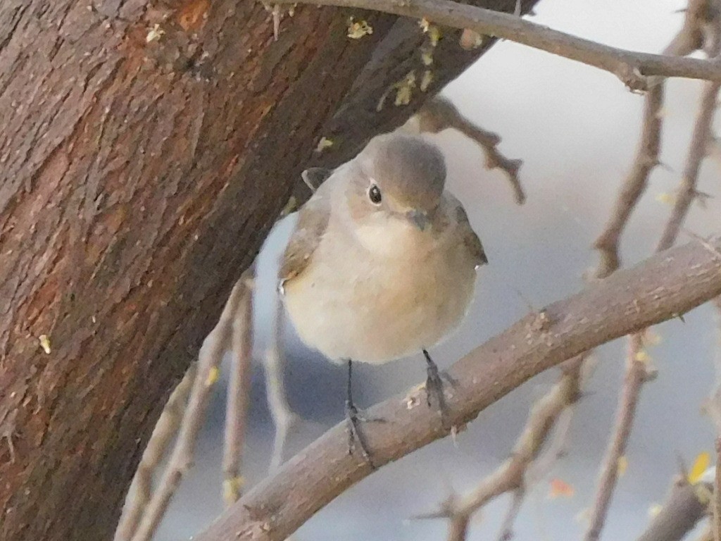 Taiga/Red-breasted Flycatcher - ML305503051