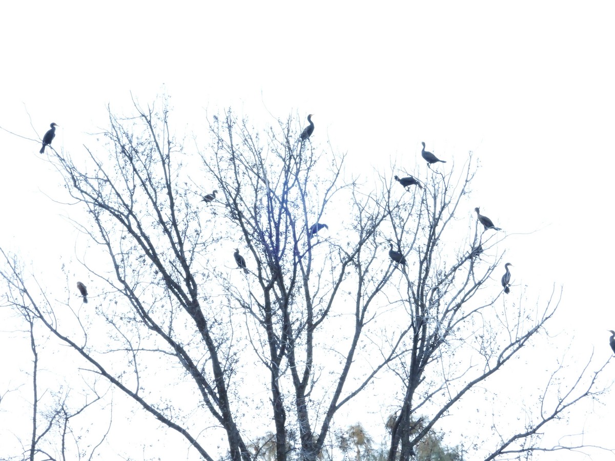 Double-crested Cormorant - ML305503981