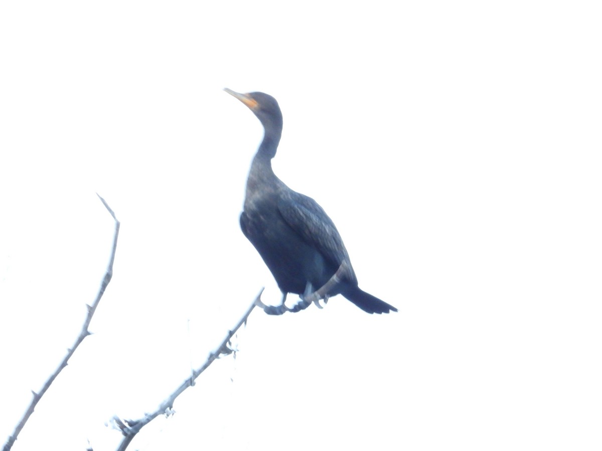 Double-crested Cormorant - ML305504041