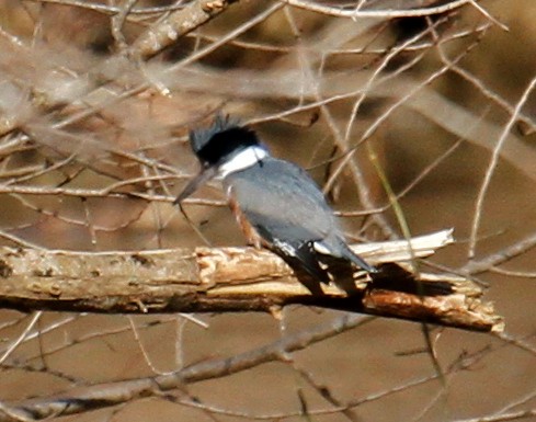 Belted Kingfisher - ML305506241