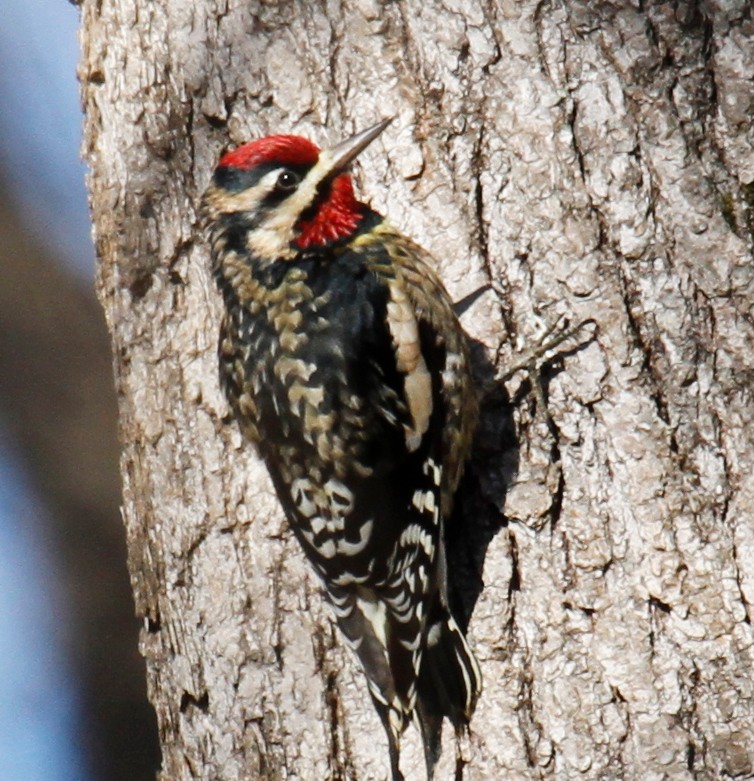 Yellow-bellied Sapsucker - ML305506301