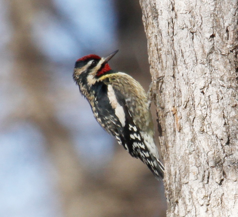 Yellow-bellied Sapsucker - ML305506311