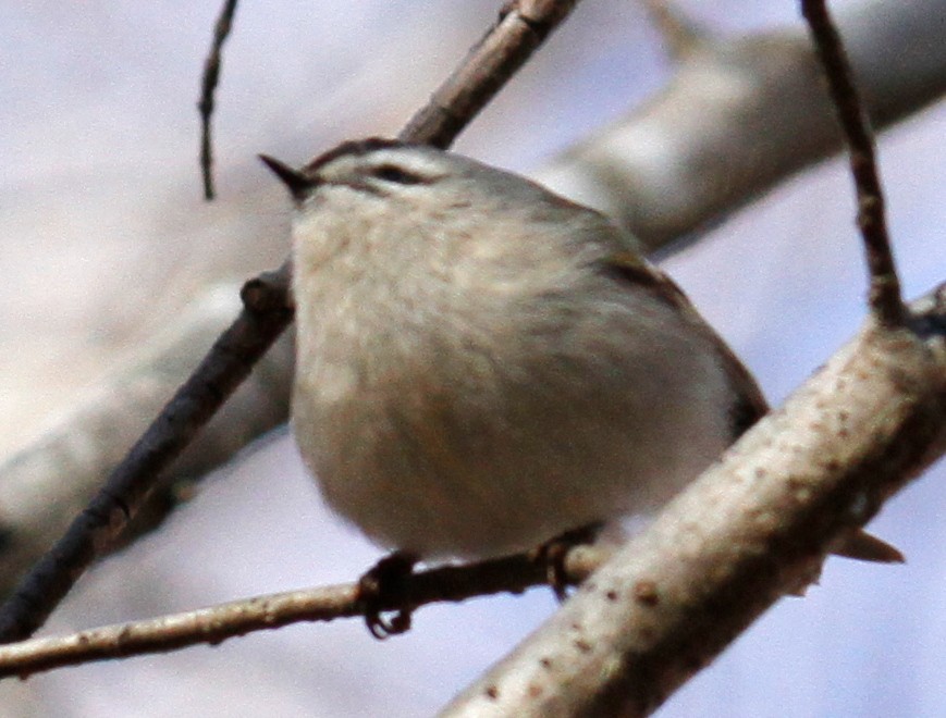Golden-crowned Kinglet - ML305506471