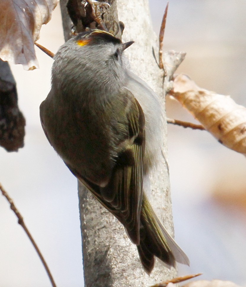Golden-crowned Kinglet - ML305506481