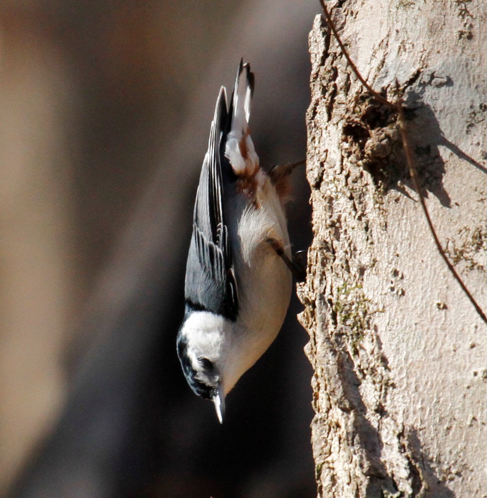 White-breasted Nuthatch - ML305506571