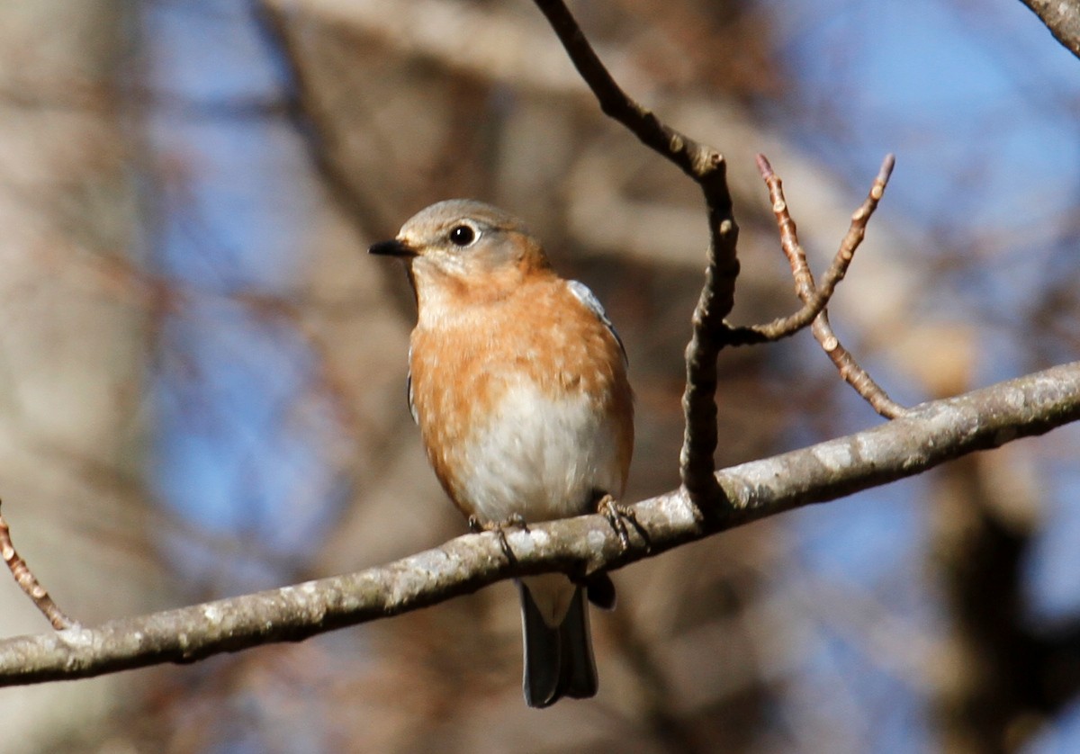 Eastern Bluebird - ML305506621