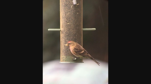 Lesser Redpoll - ML305506691